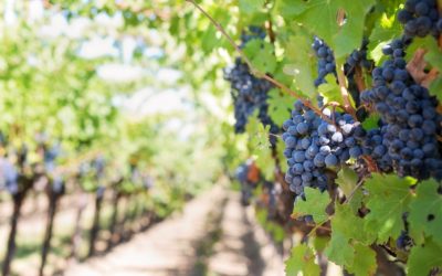 Assestamento: Bolzonello (Pd), sostegno strutturale a comparto vivaistico-viticolo