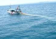 Pesca: cordinare le iniziative anche con la Slovenia e la Croazia