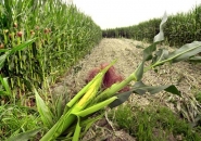 OGM: Bolzonello, Parlamento approvi norme sanzionatorie