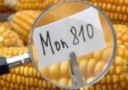 Agricoltura: chieste al Ministro nuove azioni anti OGM