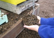 Agricoltura: Marsilio (Pd), Regione tuteli operatori in inchiesta moria api