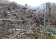 Montagna: Marsilio (Pd), mancano soluzioni e fondi per gli interventi su emergenza Bostrico