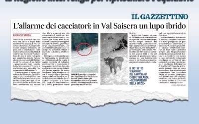 Montagna: Moretti, presenza lupi ibridi nella foresta di Tarvisio, a rischio equilibrio faunistico