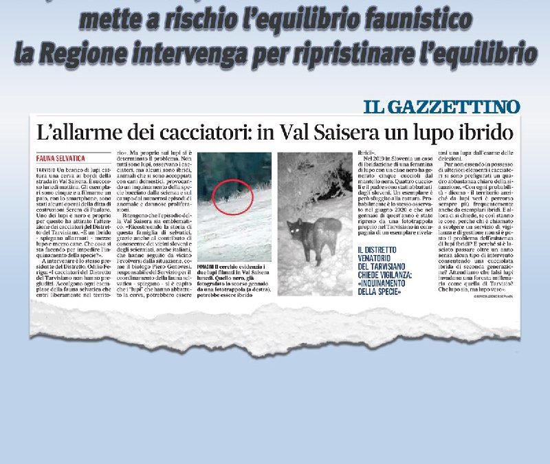 Montagna: Moretti, presenza lupi ibridi nella foresta di Tarvisio, a rischio equilibrio faunistico