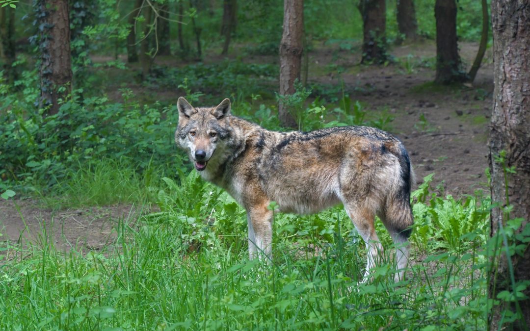 Montagna: Moretti, ancora lupi vicino ad abitazioni, torna preoccupazione per sicurezza