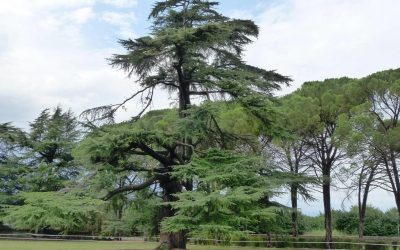 Ambiente: Conficoni (Pd), si aggiorni elenco alberi monumentali