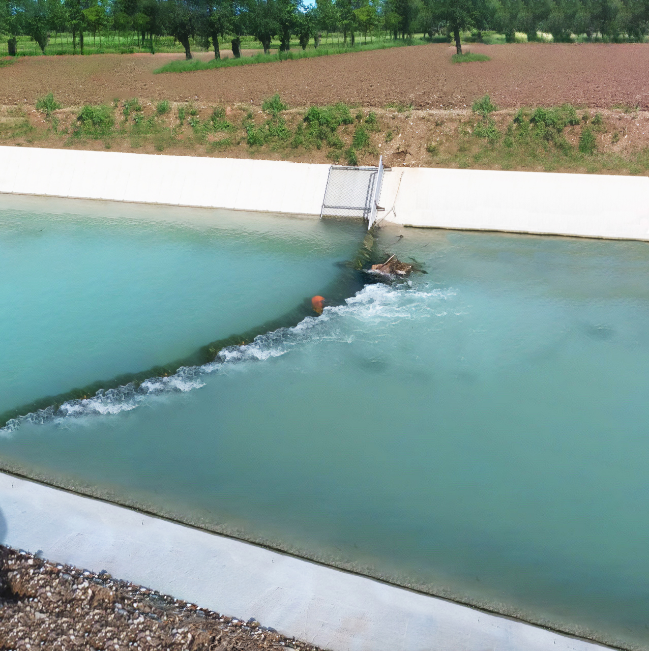 capriolo ledra copia