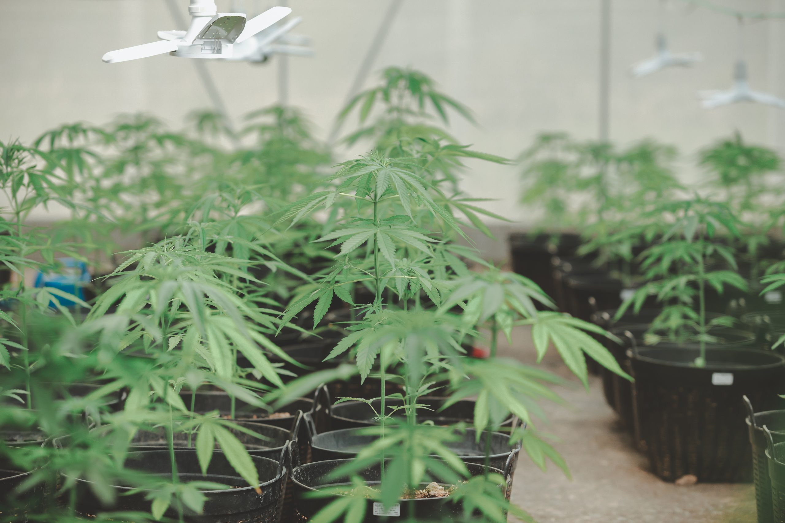 cannabis weed.It is used to treat depression and help to relax the mind. Concept of herbal alternative medicine, cbd oil, pharmaceptical industry cure various diseases.