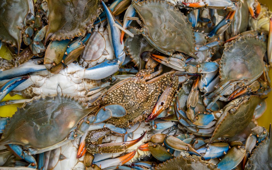 Pesca: Pozzo (Pd), bene monitoraggio puntuale su granchio blu