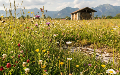 Ambiente: Conficoni (Pd), non si ignori allarme su prati stabili