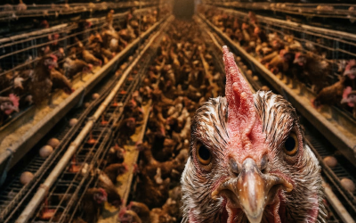 Zootecnia: Pozzo (Pd), chiarire su allevamento intensivo Bertiolo